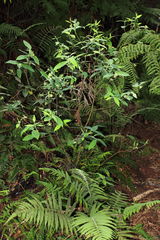 Wikstroemia