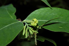 Wikstroemia