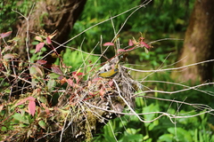 Liocichla steerii