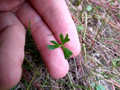 Ranunculus amphitrichus