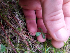 Ranunculus amphitrichus