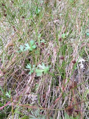 Ranunculus amphitrichus