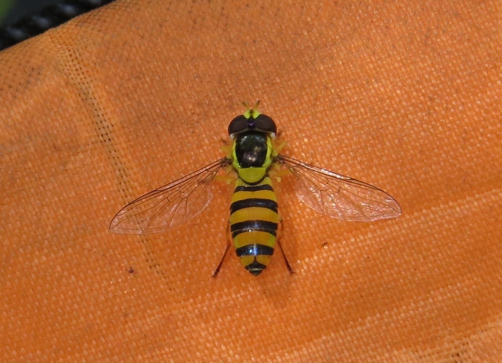 Allograpta nasuta
