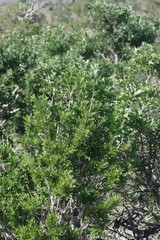 Ptaeroxylon obliquum