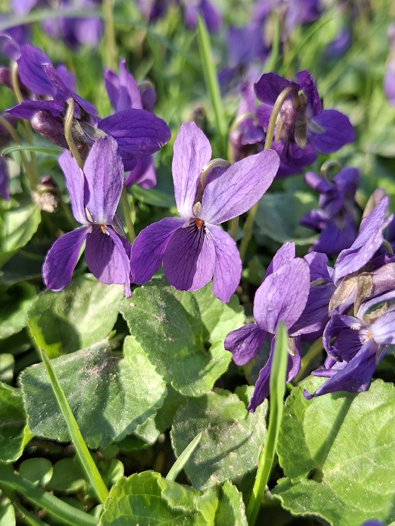 Viola odorata