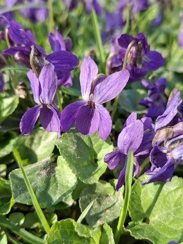 sweet violet (Viola odorata)
