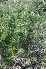 Ptaeroxylon obliquum