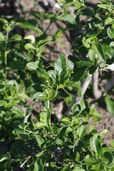 Azima tetracantha