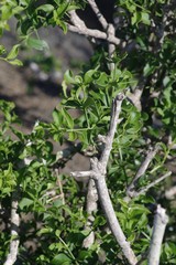 Azima tetracantha