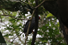 Buteogallus schistaceus