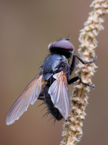 Macroprosopa atrata