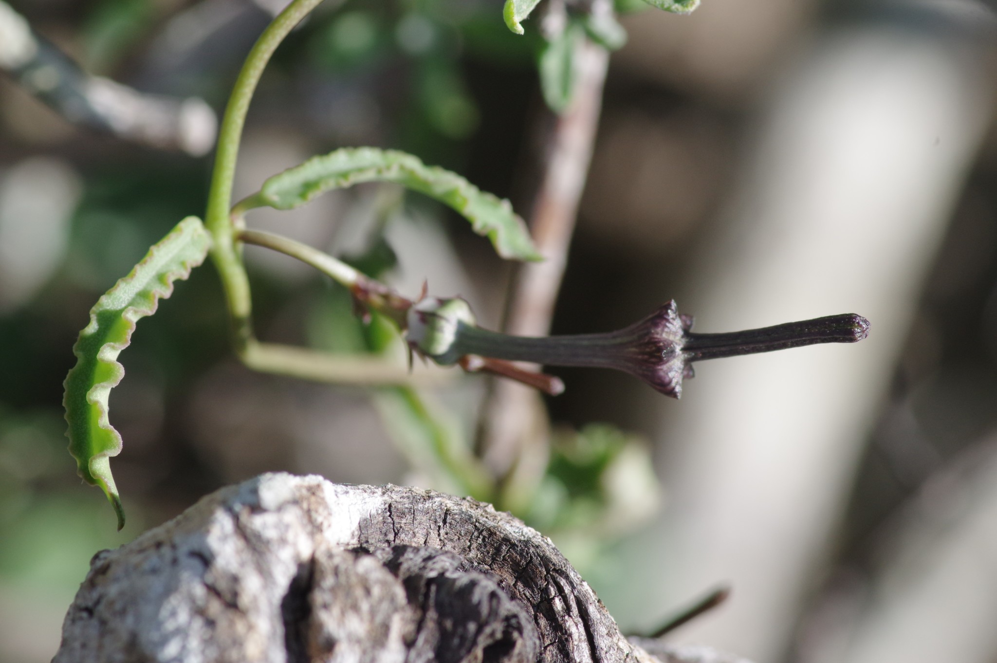 Ceropegia africana