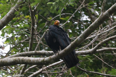 Cathartes melambrotus
