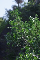 Ptaeroxylon obliquum