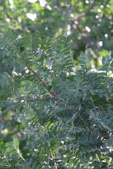 Ptaeroxylon obliquum