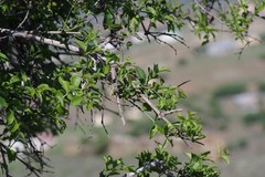 Azima tetracantha