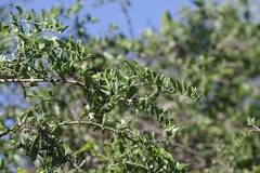 Azima tetracantha