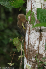 Cebuella niveiventris