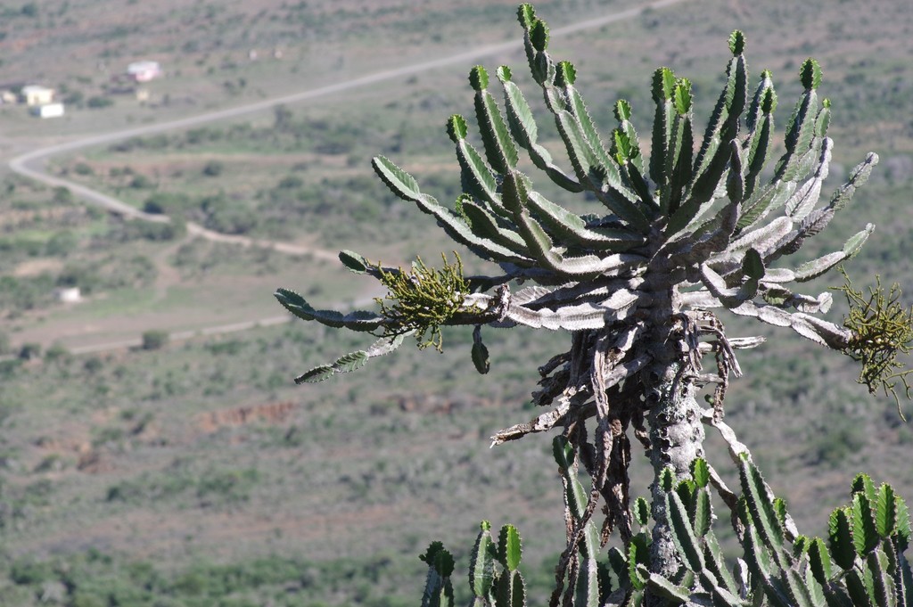 Stonecrop Mistletoe