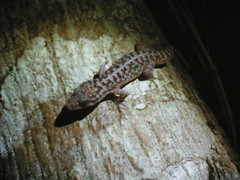 Phyllodactylus lanei