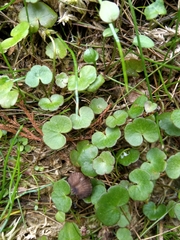 Hydrocotyle pterocarpa