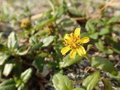 Melanthera prostrata