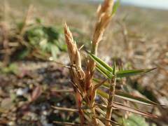 Zoysia macrostachya