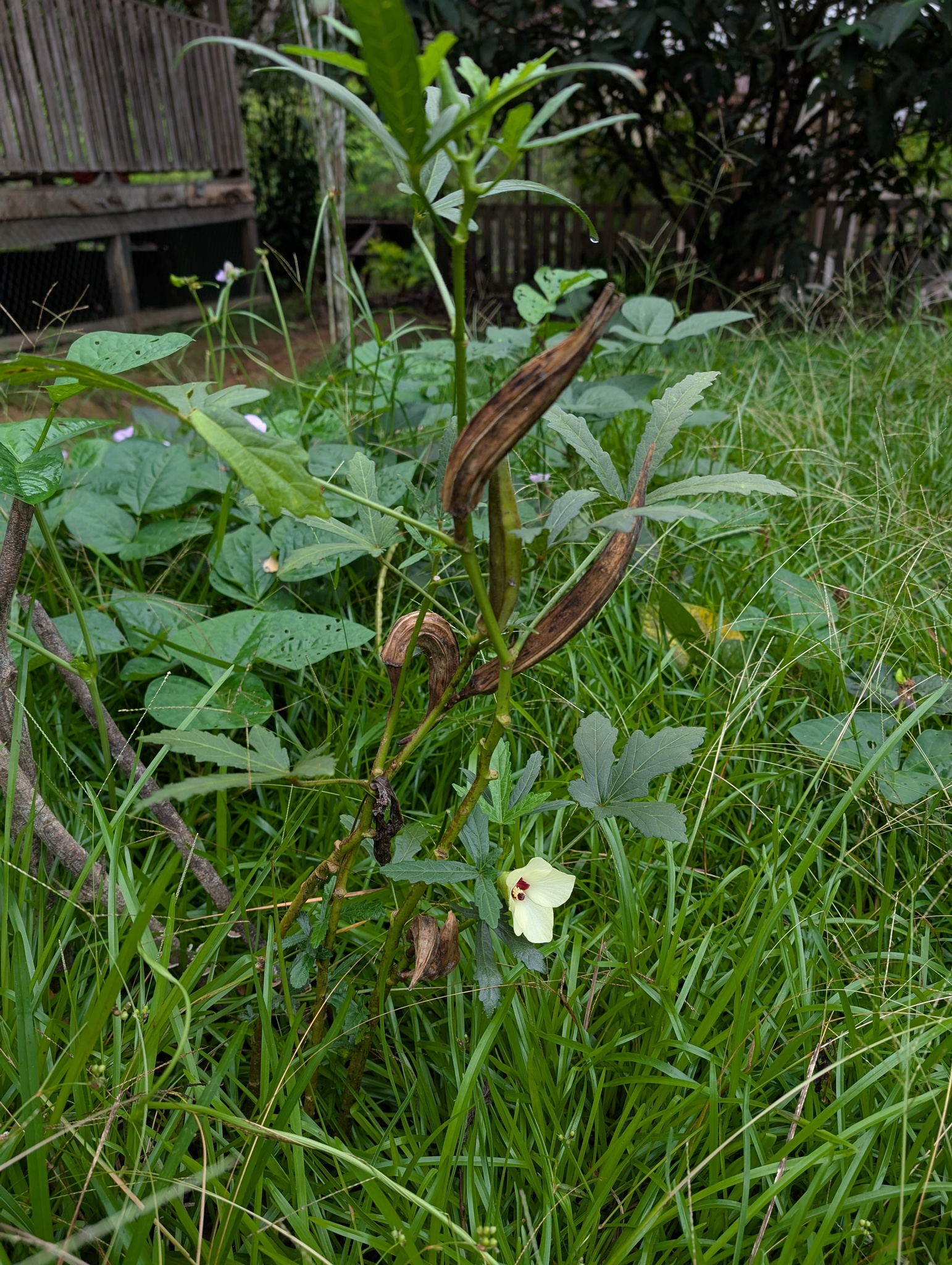 Okra