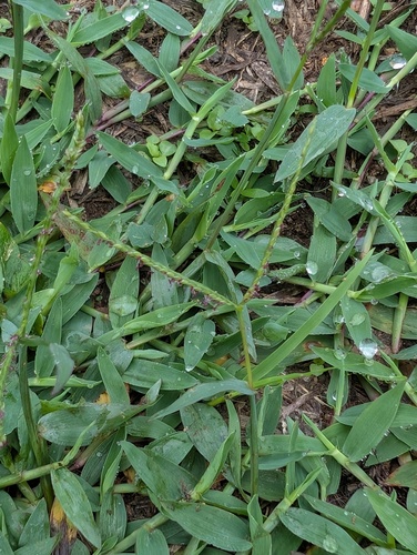 Digitaria fuscescens observed 2026-01-04