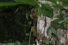 Cebuella niveiventris