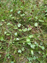 Hydrocotyle pterocarpa