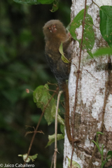 Cebuella niveiventris