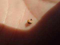 Suaeda maritima asiatica