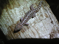 Phyllodactylus lanei