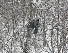Corvus cornix