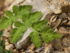New Mexican Woodsia - Photo (c) Carlos G Velazco-Macias, some rights reserved (CC BY-NC), uploaded by Carlos G Velazco-Macias