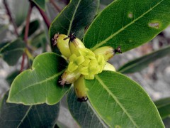 Wikstroemia oahuensis