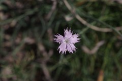 Dianthus thunbergii