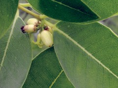 Wikstroemia oahuensis