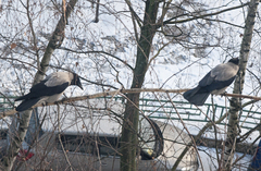 Corvus cornix