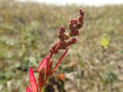 Atriplex gmelinii