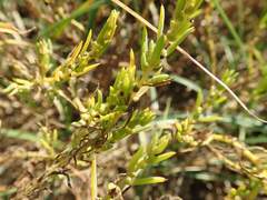 Salsola komarovii