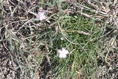 Dianthus thunbergii