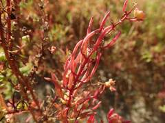 Suaeda maritima asiatica