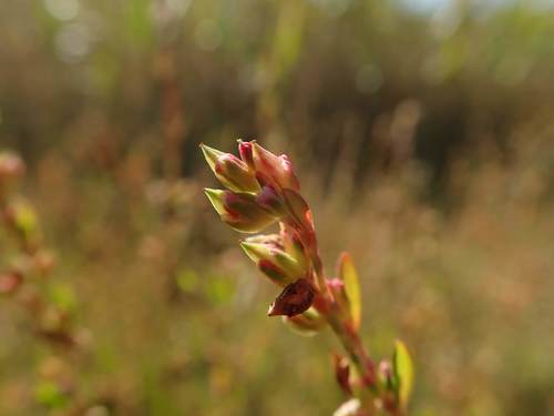 Polygonum polyneuron iNat (2)
