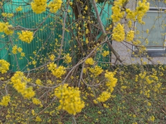 Cornus mas