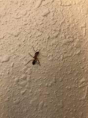 Camponotus variegatus