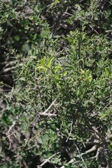 Azima tetracantha