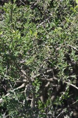 Azima tetracantha