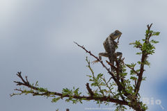 Agama aculeata